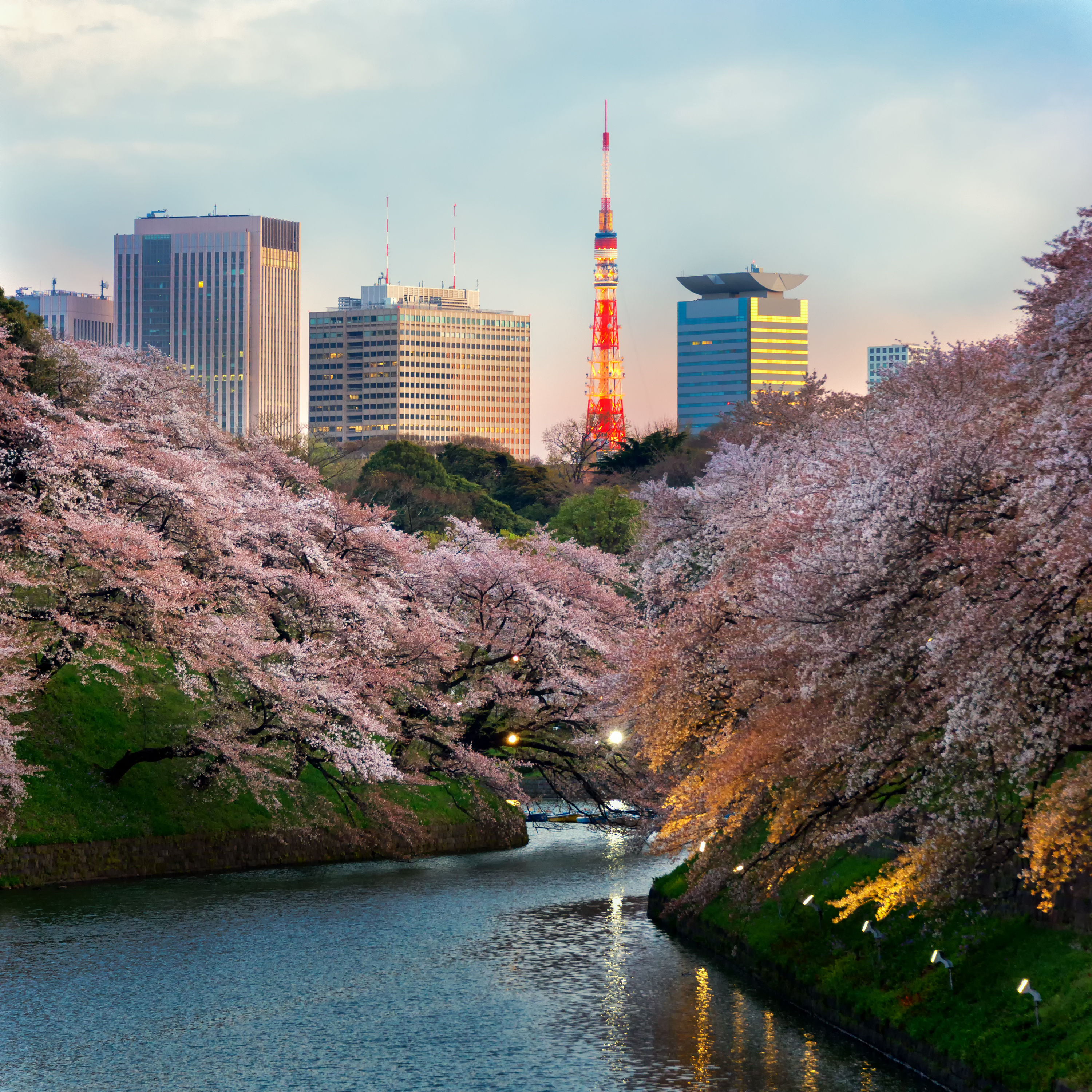 Cherry blossoms in full bloom frame a calm river, with Tokyo Tower and city buildings visible in the background during a twilight hour.