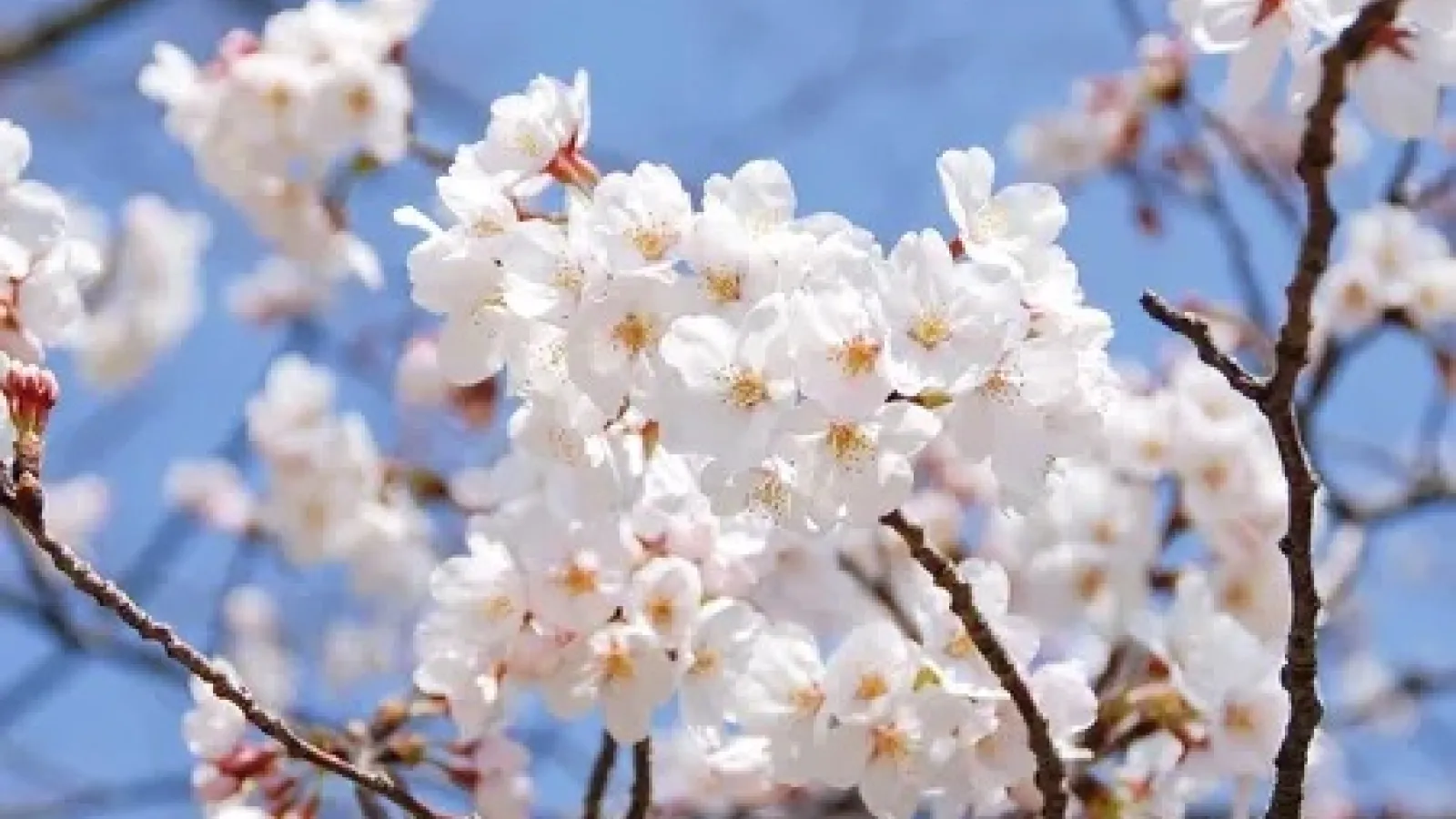  Cluster of white cherry blossoms in full bloom on tree branches, set against a clear blue sky. 