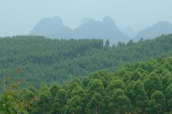 Forest in China